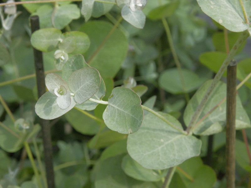 Eucalyptus gunnii, Mostgummi-Eukalyptus Eucalyptus gunnii, Mostgummi-Eukalyptus