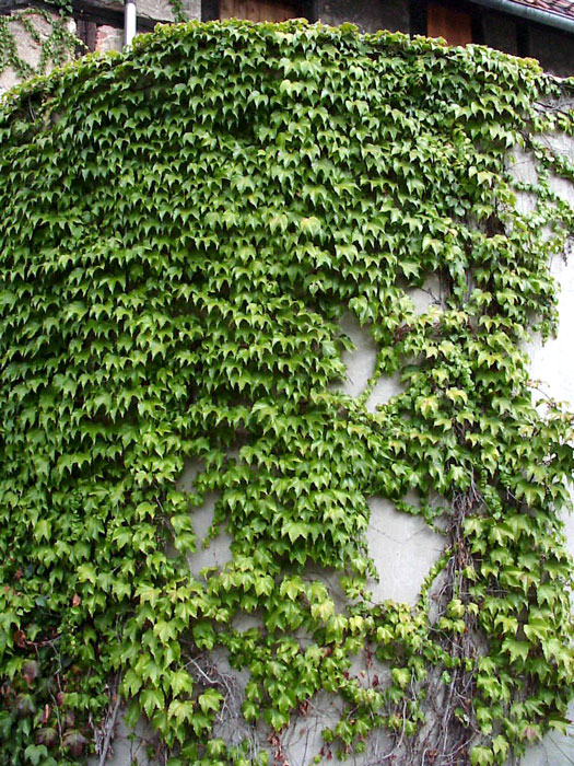 parthenocissus-veitchii Wilder Wein Veitchii Kletterpflanze