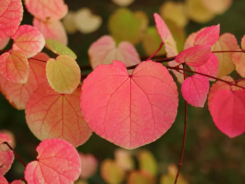 Cercidiphyllum japonicum 'Pendulum', Hängender Katsurabaum - Hochstamm - XXL-Produkt Cercidiphyllum japonicum 'Pendulum', Hängender Katsurabaum - Hochstamm - XXL-Produkt