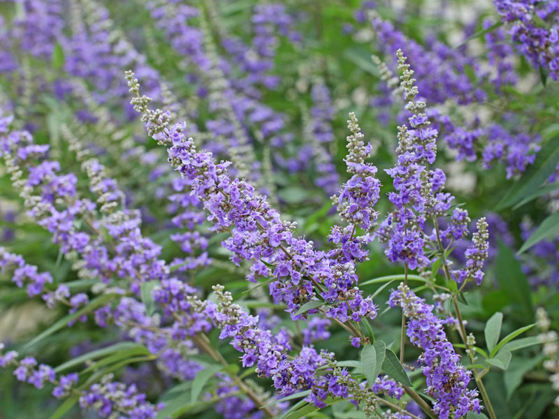 Nahaufnahme der Blueten des Vitex agnus-castus var. latifolia