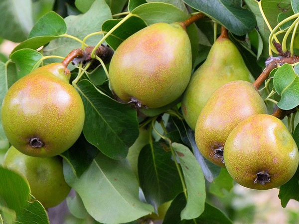 birne-carmen Birne 'Carmen'