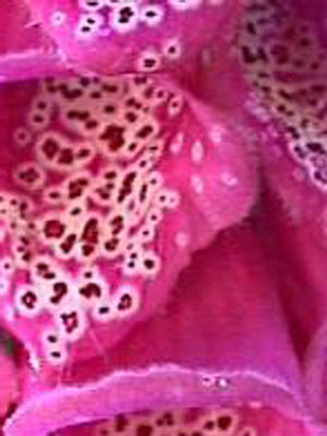 digitalis-purpurea-1