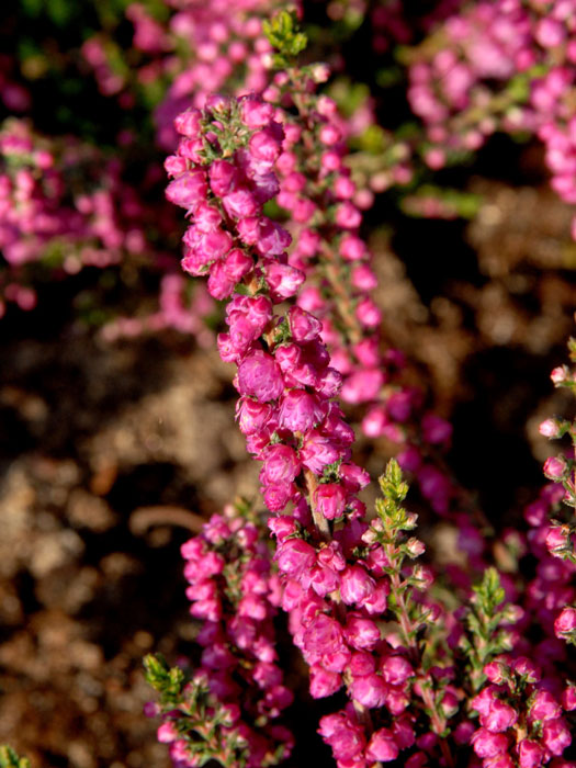 besenheide-jana Blütenstand der Besenheide 'Jana'