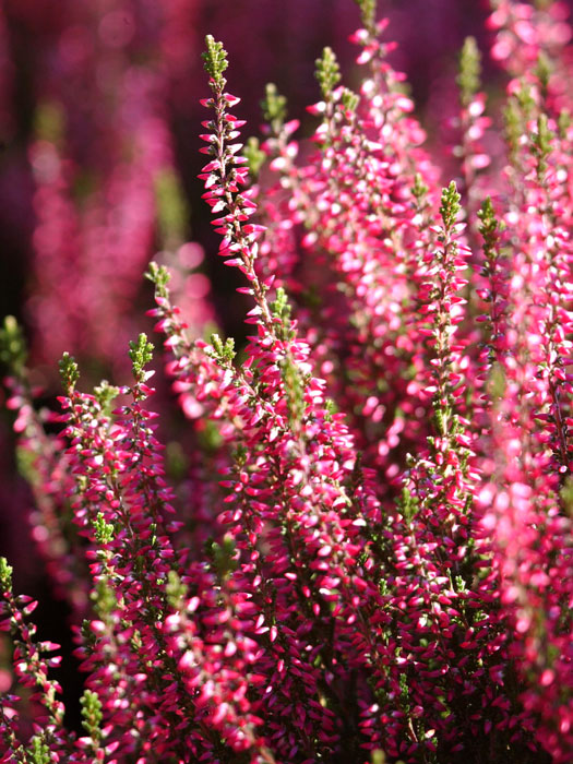 besenheide-aphrodite Die leuchtende Blüte der Knospenheide 'Aphrodite'