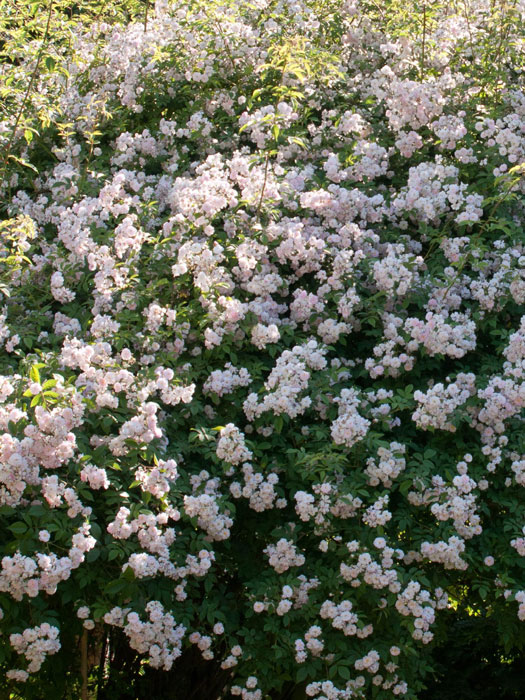 rosen-pauls-himalayan-2 Paul´s Himalayan Musk Ramler