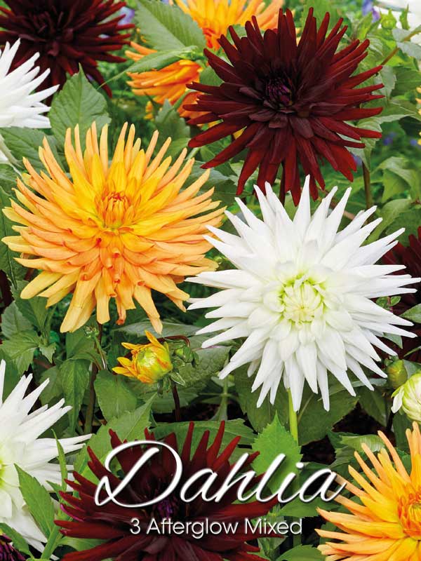 Afterglow Dahlien-Mischung