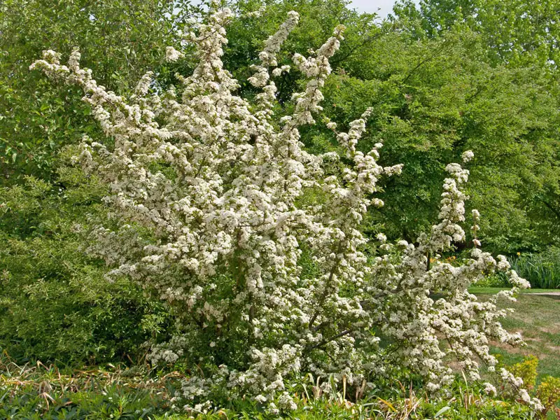 Blühender Red Column Bluehender Feuerdorn Red column Strauch