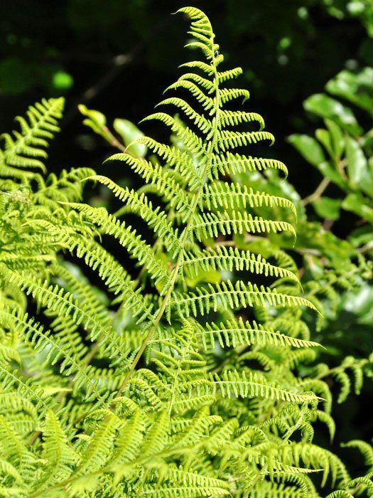 athyrium-filix-femina Athyrium filix-femina Frauenfarn, weiblicher Wurmfarn