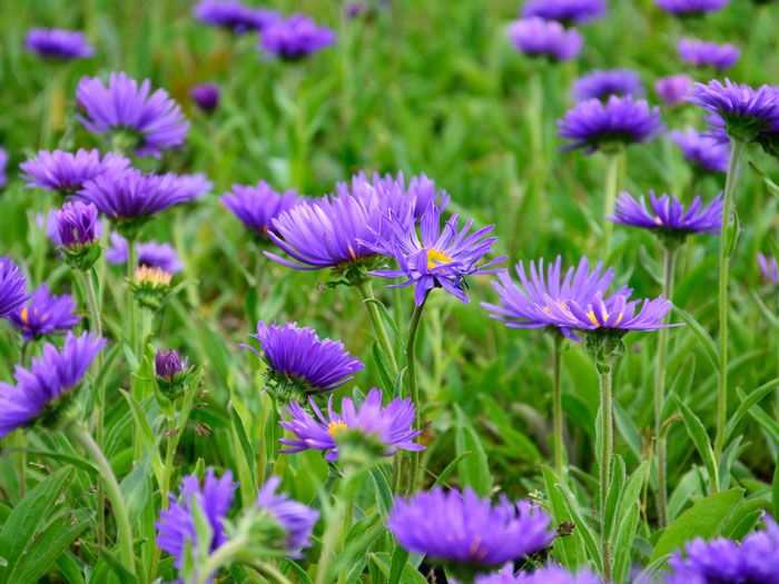 dunkle-schoene-aster