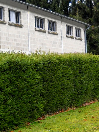 picea_abies_3_42863_0_42863_0 Die heimische Rotfichte als Schnitthecke