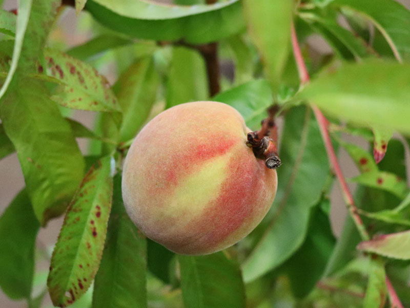Nahaufnahme Pfirsich Benedicte