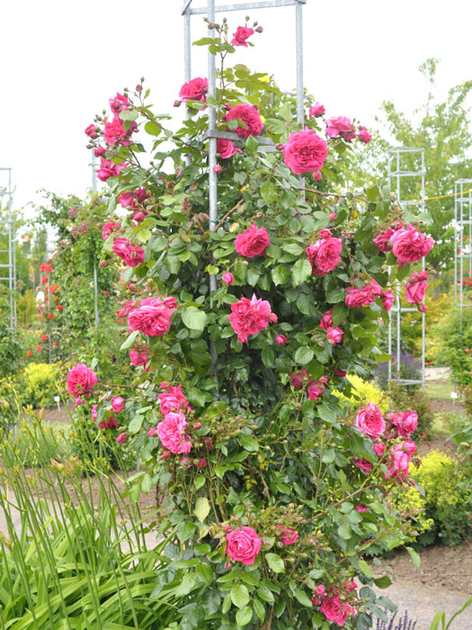 rose-laguna-strauch55599c7e5b1b7 Strauch der Rose Laguna