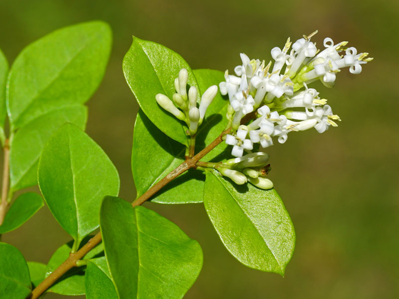 Blaetter und Bluete des Ligustrum ovalifolium