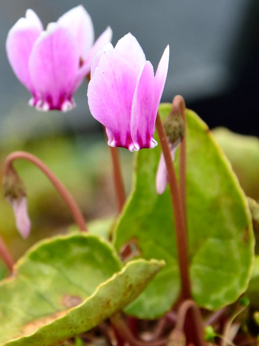 cyclamen-rosenteppich Cyclamen hederifolium 'Rosenteppich', (Garten-) Herbst-Alpenveilchen