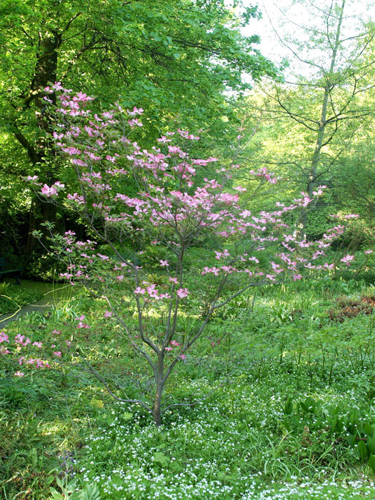 roter-blumenhartriegel Der Rote Blumen-Hartriegel während der Blütezeit