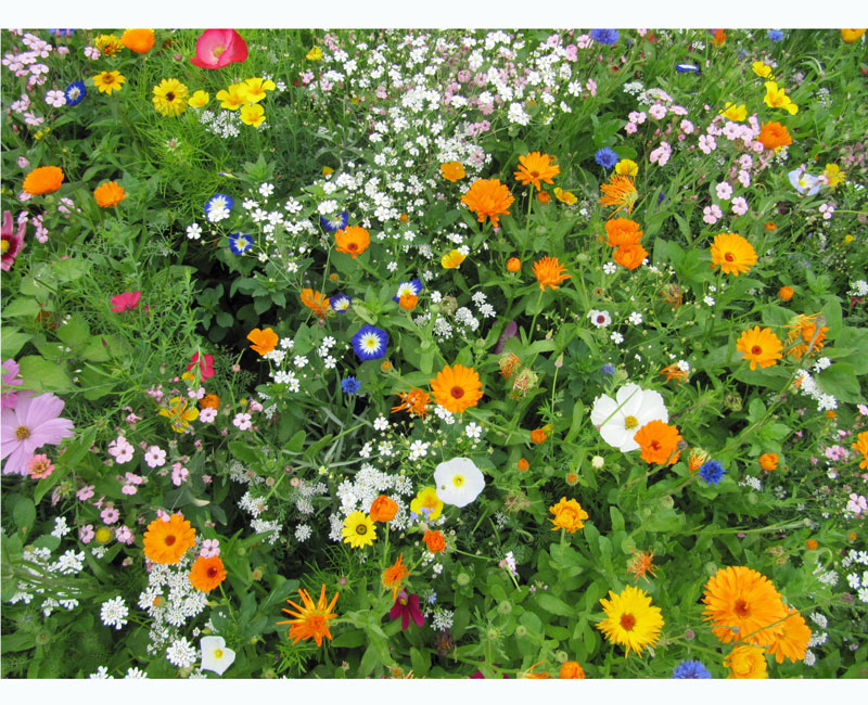 eschweger-bluetenzauber Blumenwiese - Eschweger Blütenzauber