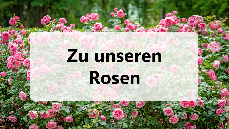 Kategorie: Rosen