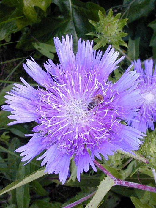 stokesia-laevis Stokesia laevis, Kornblumen-Aster