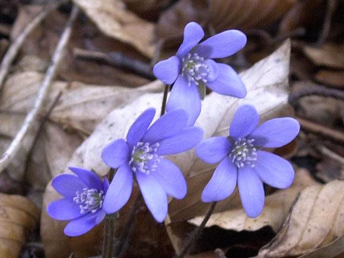 Das Leberblümchen