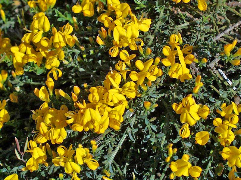 Genista pilosa Vancouver Gold Bluete