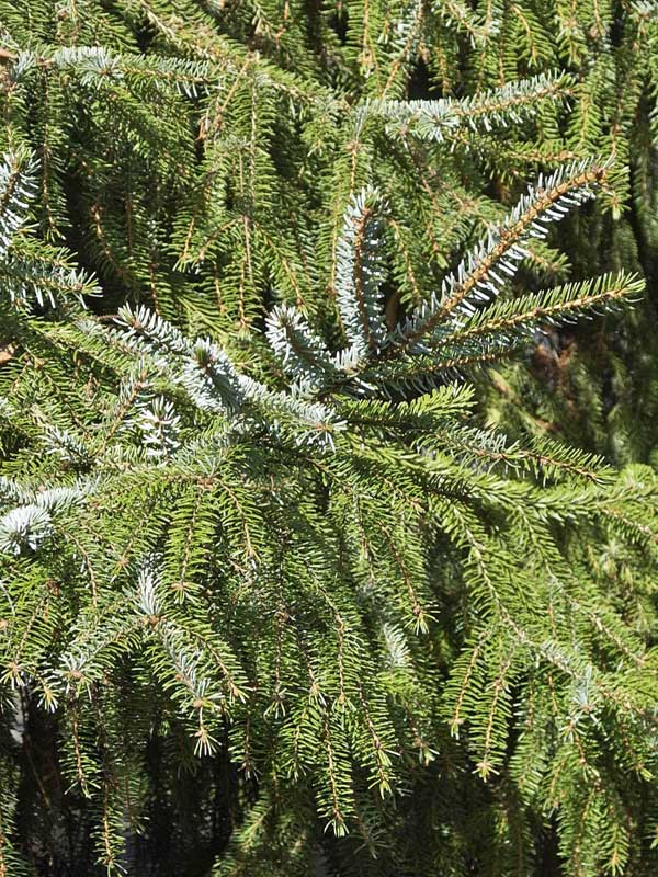 Nahaufnahme der Nadeln der Picea omorika