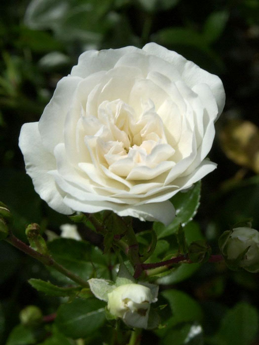 rose-sea-foam Blüte der Rose Sea Foam