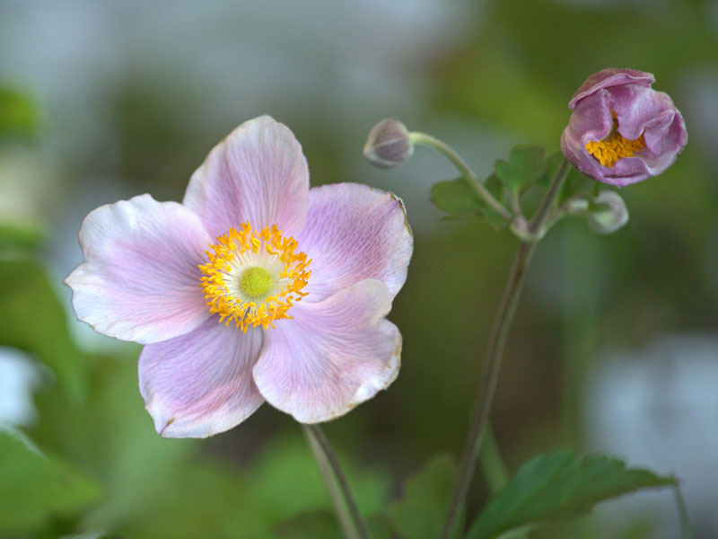 Nahaufnahme einer Anemone Ouvertüre Nahaufnahme einer Anemone Ouvertuere