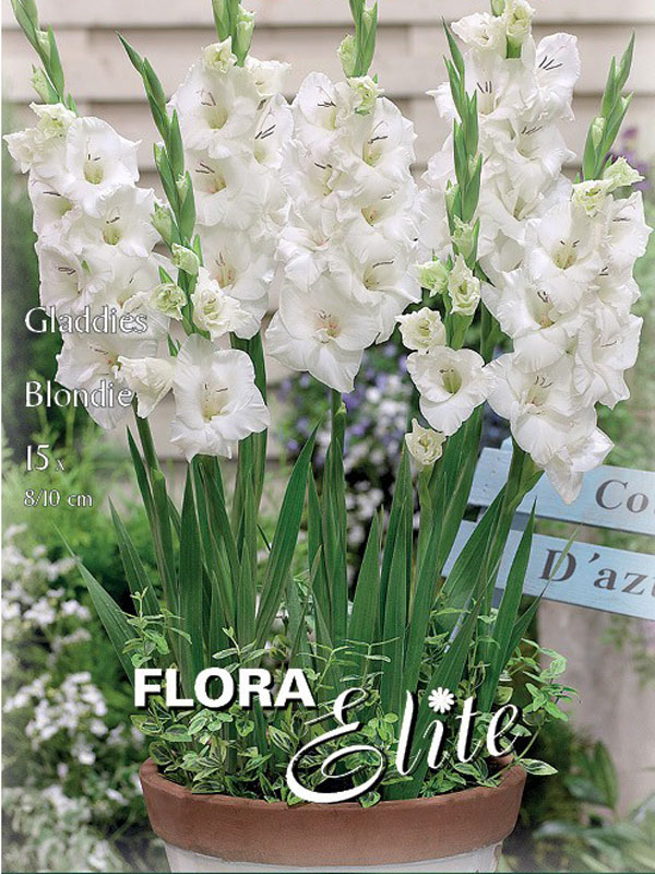 Kurzstielige Gladiole - Gladdies 'Blondie'