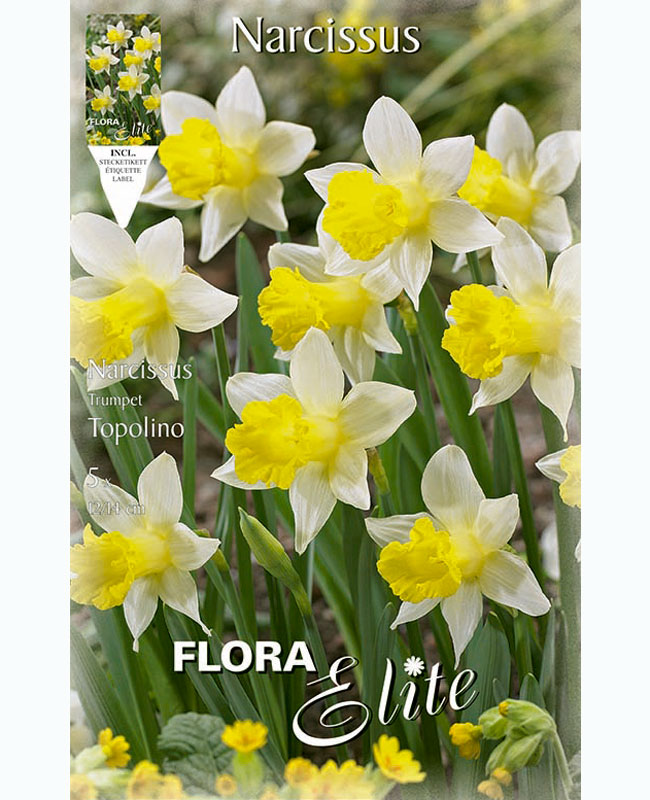 narzisse-topolino