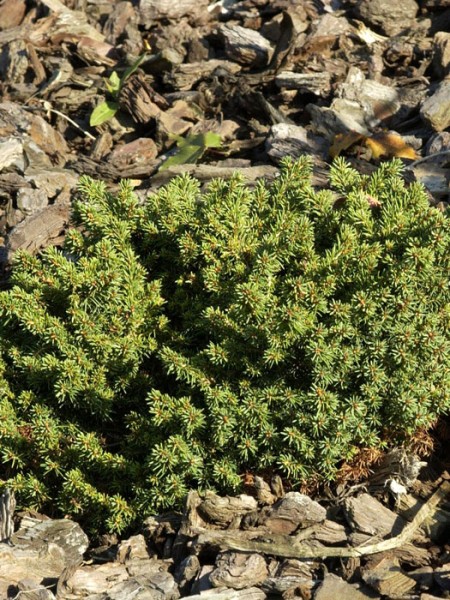 Picea abies 'Little Gem', Kugel-Fichte, Kissen-Fichte Picea abies 'Little Gem', Kugel-Fichte, Kissen-Fichte