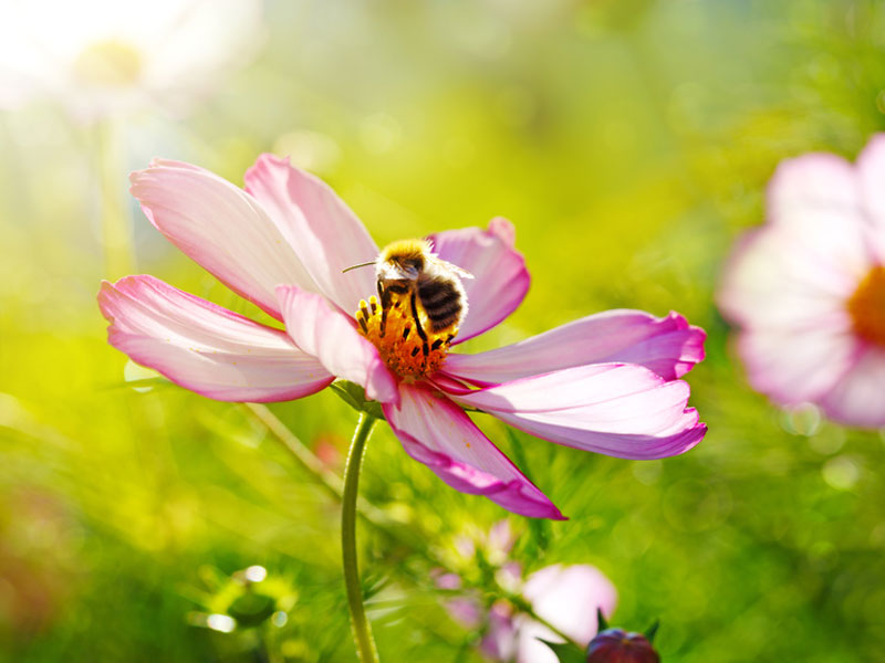 biene-staude Staudensortiment für Bienenweiden