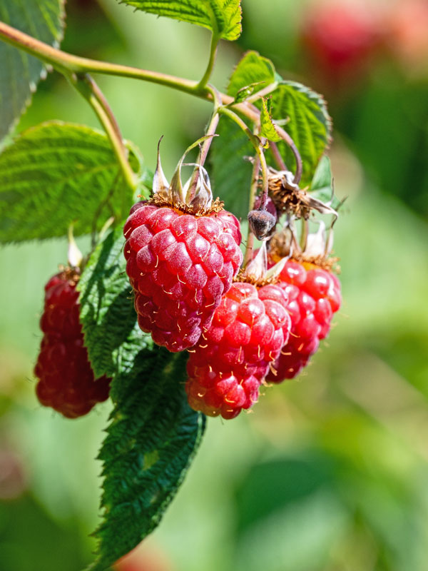 Himbeeren der Sommerhimbeere Tulameen am Strauch