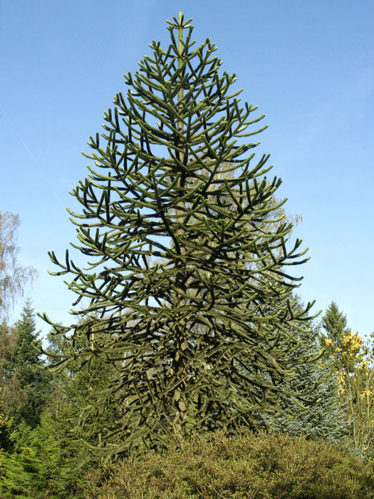 araucaria-araucana Die chilenische Schmucktanne