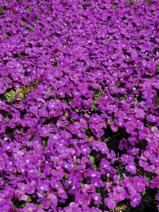 blaukissen-kitty Aubrieta Hybride 'Kitte Blue', Blaukissen