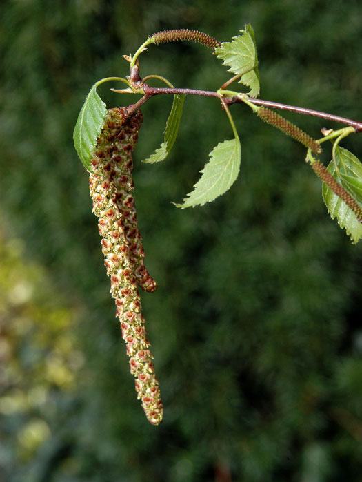 sandbirke-samen55599c1a667ab Betula pendula, Sandbirke, Weißbirke