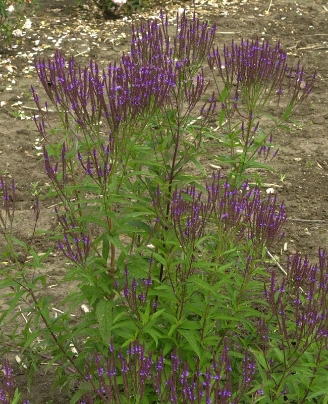 verbena-blue-spires Verbena hastata 'Blue Spires' - Eisenkraut, Verbene