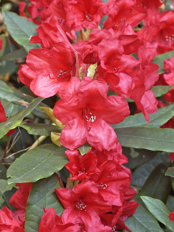 Rote Blueten des Grossblumigen Rhododendron Vulcans Flame