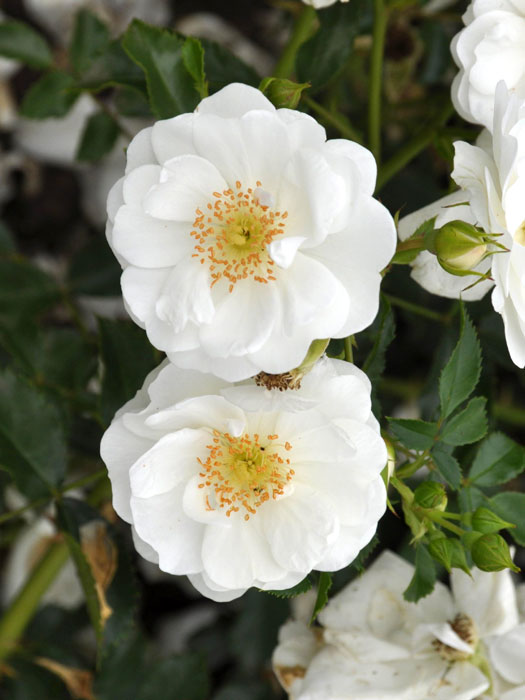 rose-innocencia5559973607fb8 Blüte der Rose Innocencia
