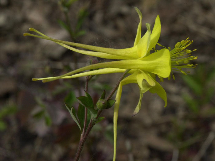 akelei-yellow-queen Aquilegia chrysantha 'Yellow Queen', Gelbe Akelei, langspornige Akelei