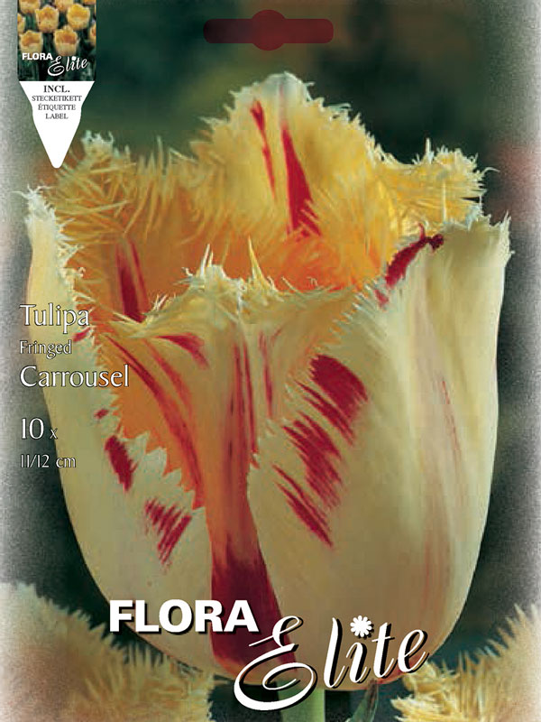 Tulpe-Carrousel Tulpe Carrousel