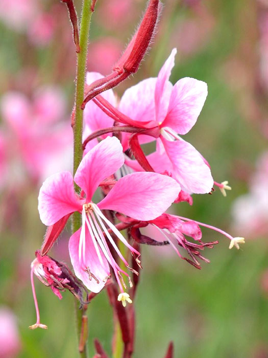 gaura-siskyou-pink Gaura lindheimeri 'Siskiyou Pink', Prachtkerze, Präriekerze