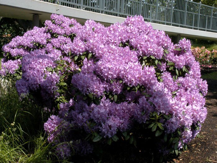 rhododendron-catawbiense
