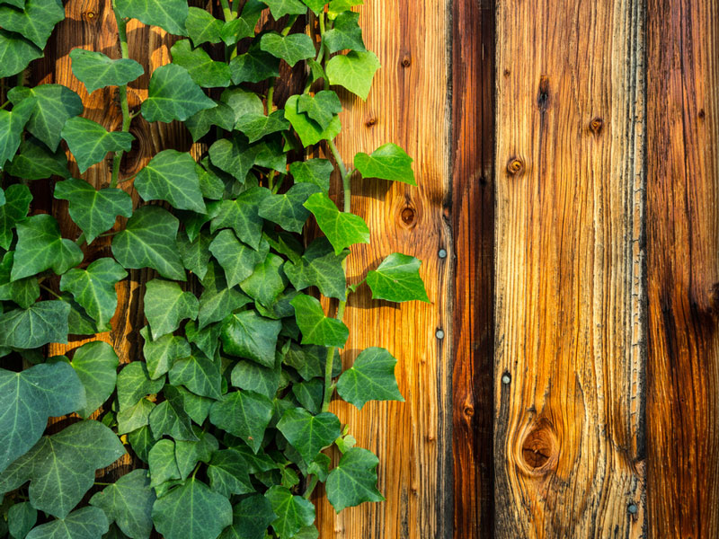 Hedera-helix-wand Der irische Efeu als dekoratives Element im Garten