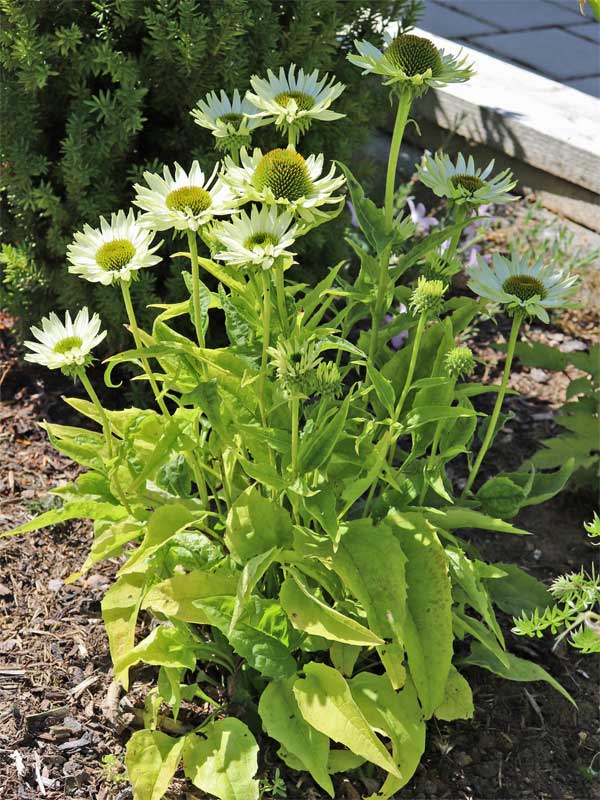 Echinacea Jade im Beet
