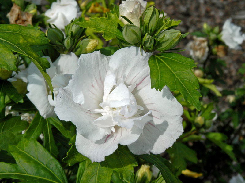 Nahaufnahme der Bluete eines Hibiskus Jeanne d' Arc