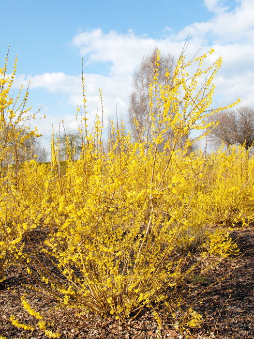 forsythia-lynwood55599e93c3390 Die Forsythie 'Lynwood' während ihrer Blütezeit