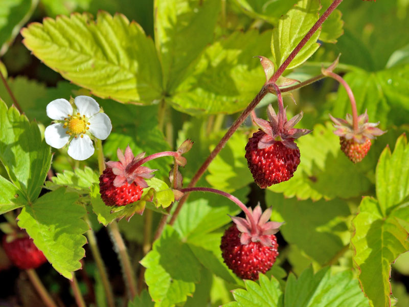 Fragaria vesca mit Blueten und Beeren