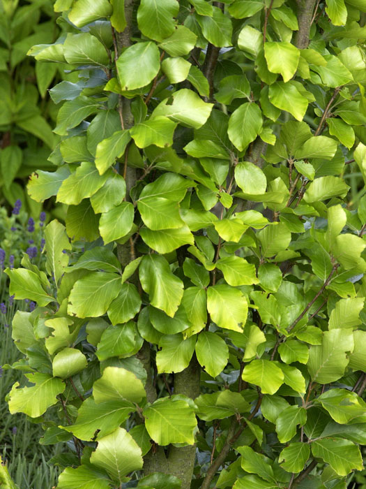 gelbe-saeulenbuche Fagus sylvatica 'Dawyck Gold', Gelbe Säulenbuche