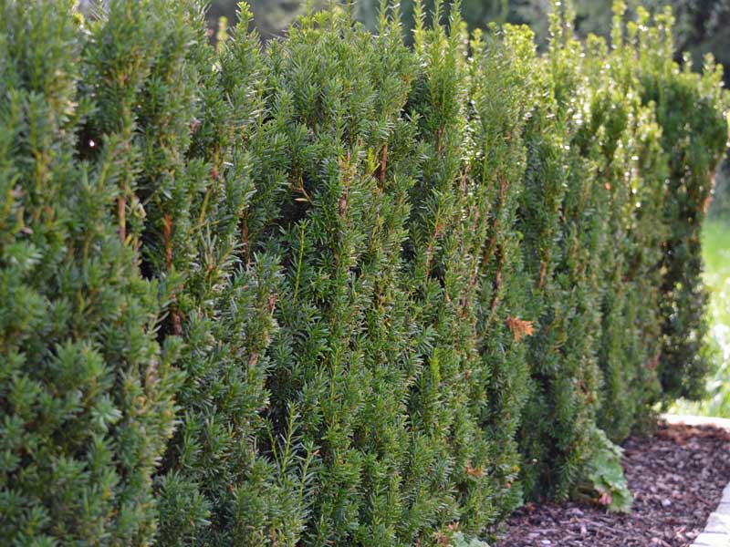 Nadelhecke Taxus Hillii