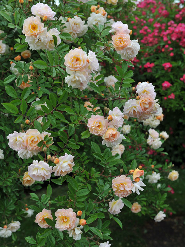 Strauch der Ramblerrose Ghislaine de Feligonde